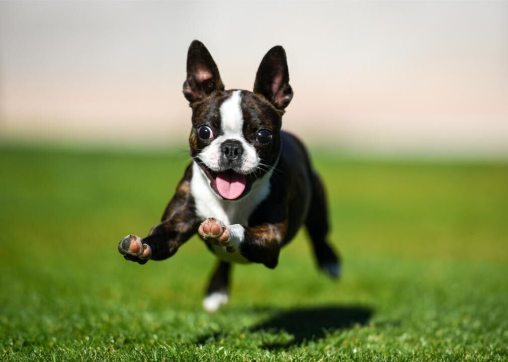 Fastest dogs in the world